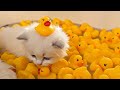 Tiny Kittens Take Their First Bath