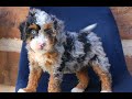 Mini Bernedoodle dogs for sale: Lucy  - Video 1