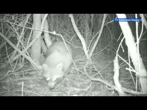 GLD Nieuws 23 oktober 2012 - Nieuws