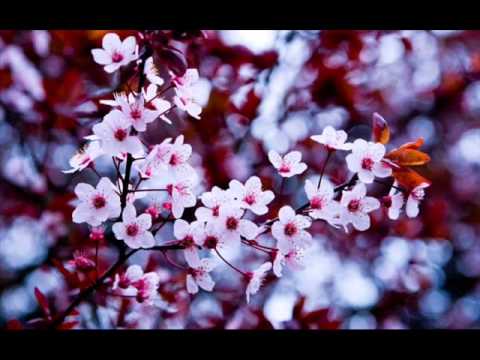 NELUTU SALAM - LA CIRESUL DIN GRADINA {ASCULTARE}