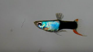 How to get rid of Detritus Worms in your tank naturally - Feeding time for Endlers ᴴᴰ