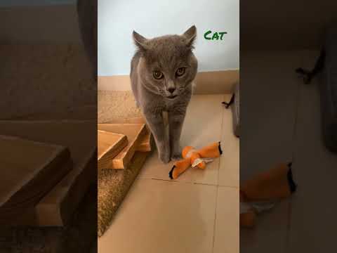 Best hashtags for use with #cat are #cat #cats