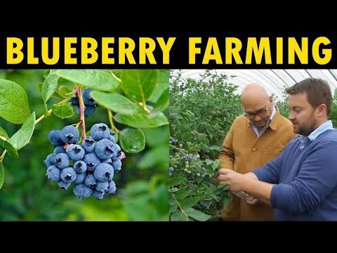 Bharat Berries video 5