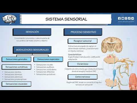 SISTEMA SENSORIAL || Estructura y función