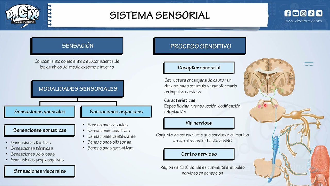 SISTEMA SENSORIAL || Morfofisiología