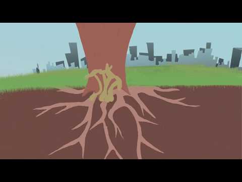 How to prevent Honey Fungus in trees