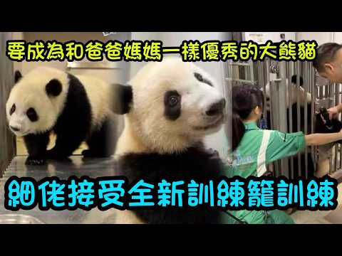 3月13日 細佬解鎖全新訓練：訓練籠適應訓練，立志成為和爸爸媽媽、安安可可一樣優秀的大熊貓#大熊貓加加得得 #香港大熊貓  #大熊貓家姐細佬