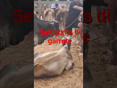 Feira do gado brejinho pe