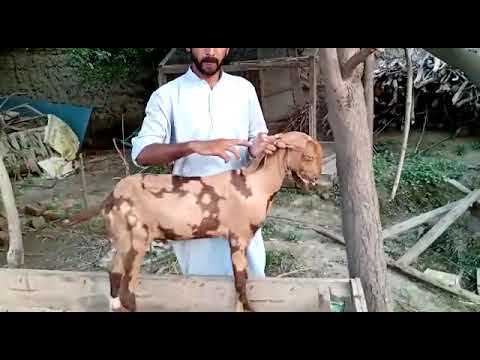 How to remove ticks from goats and cattles