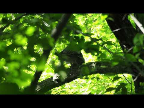 Juvenile Barred Owl eats Red Squirrel