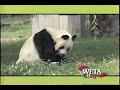 WETA Kids ID Panda