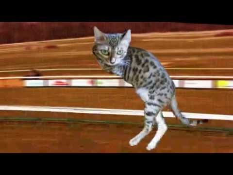 Retarded Running Cat (Original) with two legs