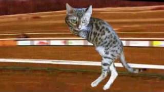 Retarded Running Cat (Original) with two legs
