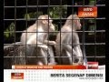Konflik Manusia Dan Haiwan