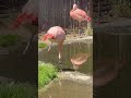 Flamingo Frenzy Colorful Chaos Grace At The SF Zoo Chilean Flamingos In Action 051525