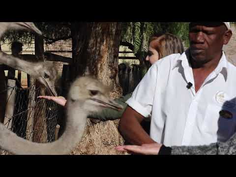 Fazenda de exposição de avestruzes de Highgate