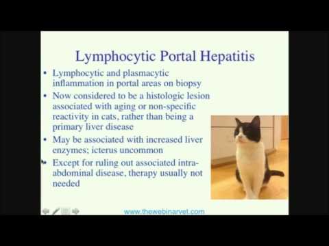 Feline Cholangitis — An Overlooked Disease