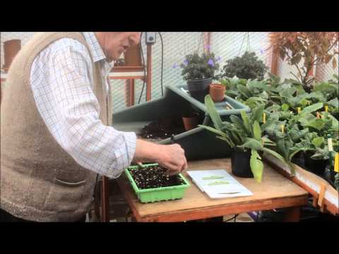 Streptocarpus Cuttings