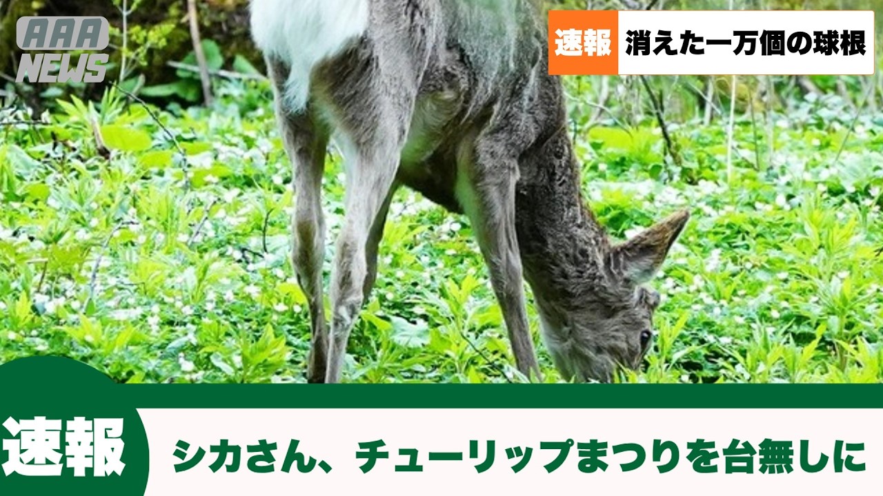 【速報】シカさん、チューリップまつりを台無しにしてしまう