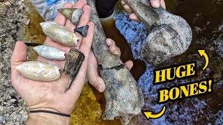 We Found Ancient Horse Remains in MILLIONS of Fossil Seashells! & a KILLER Great White Shark Tooth!