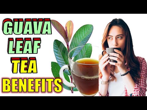 , title : '19 Incredible Guava Leaves Tea Water Benefits & Uses