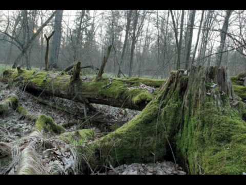 Agroturystyka,noclegi Białowieża " Pod Gruszą "