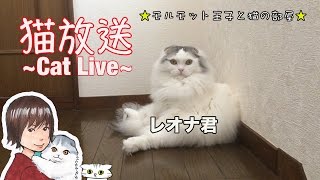 猫のレオナ君ライブ　CatLIVE　まったり放送( ´ ▽ ` )ﾉチャンネル登録お願いします!