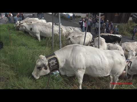 LA TRANSUMANZA DOPO TANTO CAMMINO SI RIPOSA A SAMPEYRE IN VALLE VARAITA. (CN) DOM. 26 - 9 - 2021.