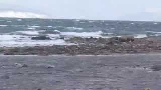 preview picture of video 'Fiord Malangen i Wiatr 4'