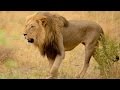 Lions Documentaries Wildlife Lions Of Africa Classic National Geographic Documentaries Full