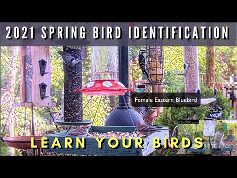 2021 Spring Birds & Critter Identification