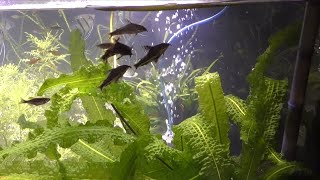 Corydoras Barbatus Eggs &amp; Japanese Rice Fish Eggs! Fish Room Update 37