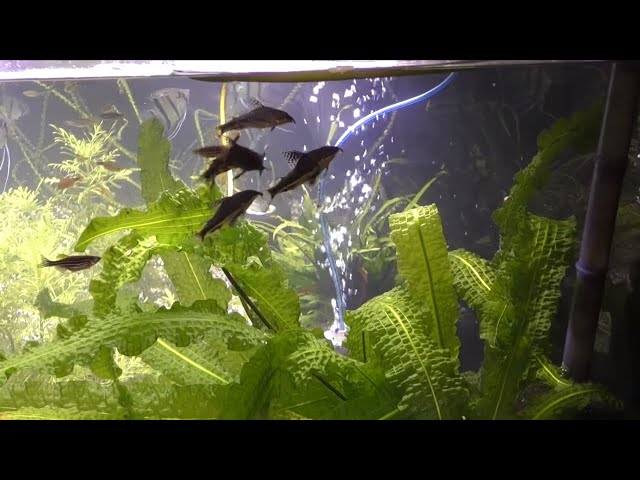 Corydoras Barbatus Eggs & Japanese Rice Fish Eggs! Fish Room Update 37