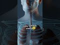 Study reveals potential to reverse lung fibrosis using the body's own healing technique