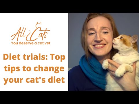 Diet trials: Top tips to change your cat's diet