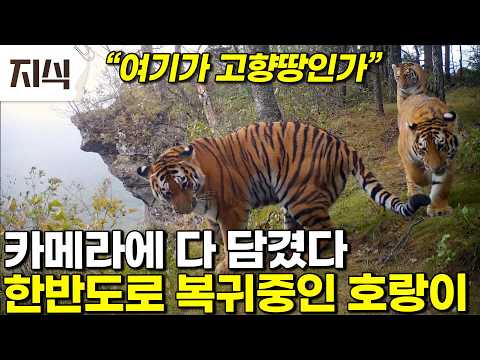"돌아간 것으로 확신한다" 백두산 호랑이가 고향으로 돌아왔다 신성한 산군이 한반도로 돌아오기까지의 과정 #과학 #EBS지식