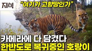 "돌아간 것으로 확신한다" 백두산 호랑이가 고향으로 돌아왔다 신성한 산군이 한반도로 돌아오기까지의 과정 #과학 #EBS지식