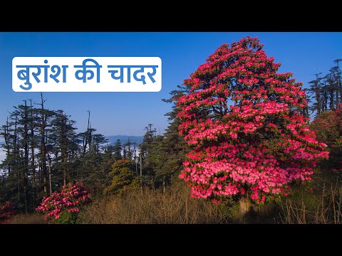 बुरांश: हिमालय का लाल चमत्कारी फूल और सेहत का प्राकृतिक खजाना