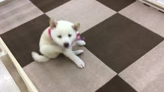 柴犬の動画01