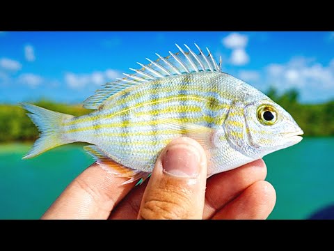 Fishing with Pinfish to Catch Big Redfish & Snook (New PB Inshore Slam)