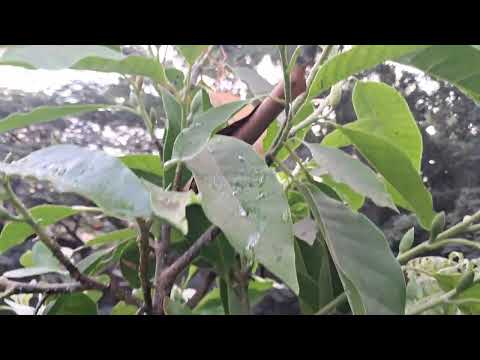 Pandhara Chapha#White Chapha#Garden#Flowers#Chapha#Champa#