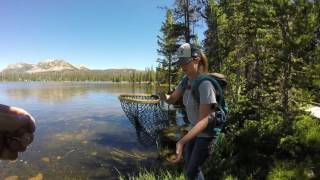 Download lagu Fly Fishing in the Uintas - With Kids mp3 Download lagu Fly Fishing in the Uintas - With Kids mp3