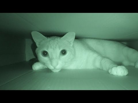 Are Your Cats Most Active At Night?