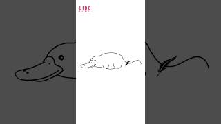 How to draw PLATYPUS Easy Cute Drawing Tutorial for Kids & Beginners Step by Step #lidoartworks