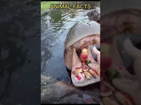 Come dine with me #shortvideo #shortsvideo #shortsfeed #nature #hippo #Africa #viral #fruits