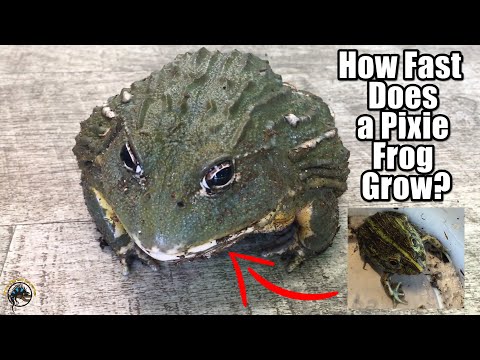 Just How Fast Does a Baby Pixie Frog Grow Up into a Huge MONSTER Frog? 🐸