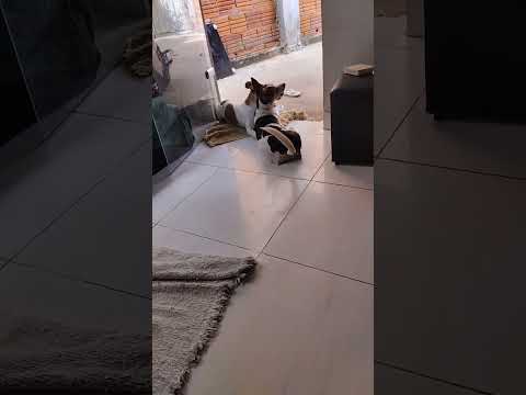 Vídeo de Pitoco