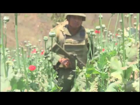 Mexiko: Der Opium-Krieg. Doku