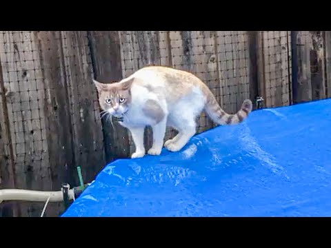 Baby Animals 🔴 2 Minutes of Funny and Dogs Videos 2022 Perros y Gatos Recopilación #53