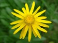 Arnica Montana - Sweet Scented South 